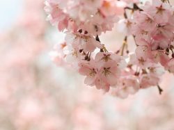 花粉症がお酒を飲むと悪化する!?知っておきたい対策方法!