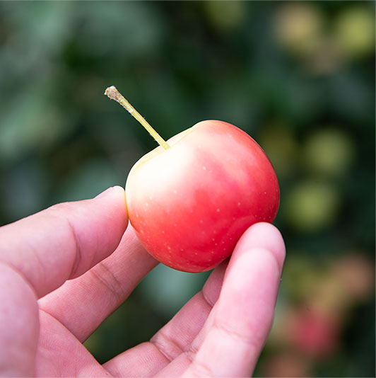 幻の和りんごでつくった【いいづなアップルブランデー】国産で安心の甘酸っぱい香りと飲みごたえ