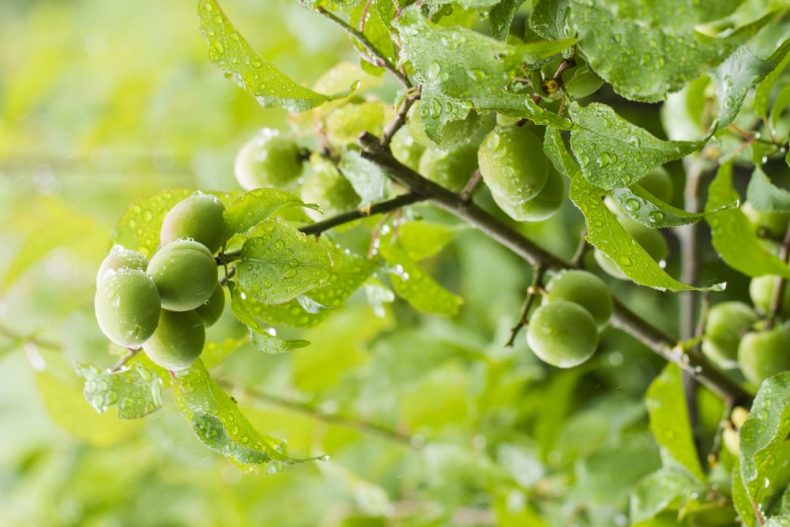 なぜ梅酒は梅雨に漬けるのか?おいしく飲んで季節を乗り切る秘訣とは なぜ梅酒は梅雨に漬けるのか?おいしく飲んで季節を乗り切る秘訣とは