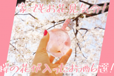 家でもお花見気分!桜の花が入った春に飲みたい季節のお酒6選! 家でもお花見気分!桜の花が入った春に飲みたい季節のお酒6選!